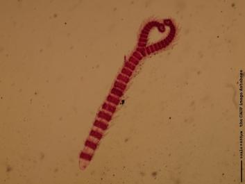 O001 4x.JPG